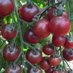 Tomato: Rosella