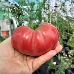 Tomato: Sorrent