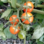 Tomato: Orangeto F1