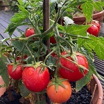 Tomato: Summer Last F1