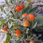 Tomato: Tiny Temptations F1 plug plant