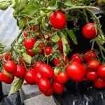 Tomato: Summer Dew F1 seeds