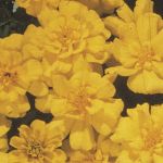 French Marigold: Yellow Safari seeds
